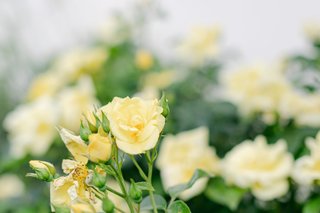 Yellow and green floral details