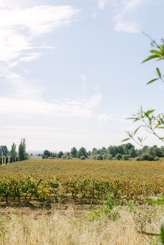 Surrounded by vineyards Surrounded by vineyards
