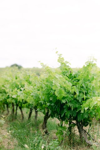 The vineyards of the South of France The vineyards of the South of France