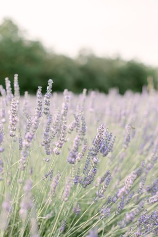 Lavander, Provence