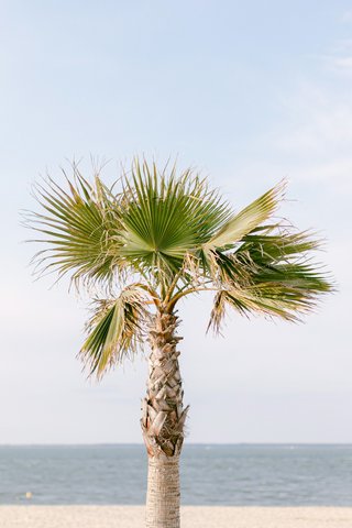 Virginie Jones Photography